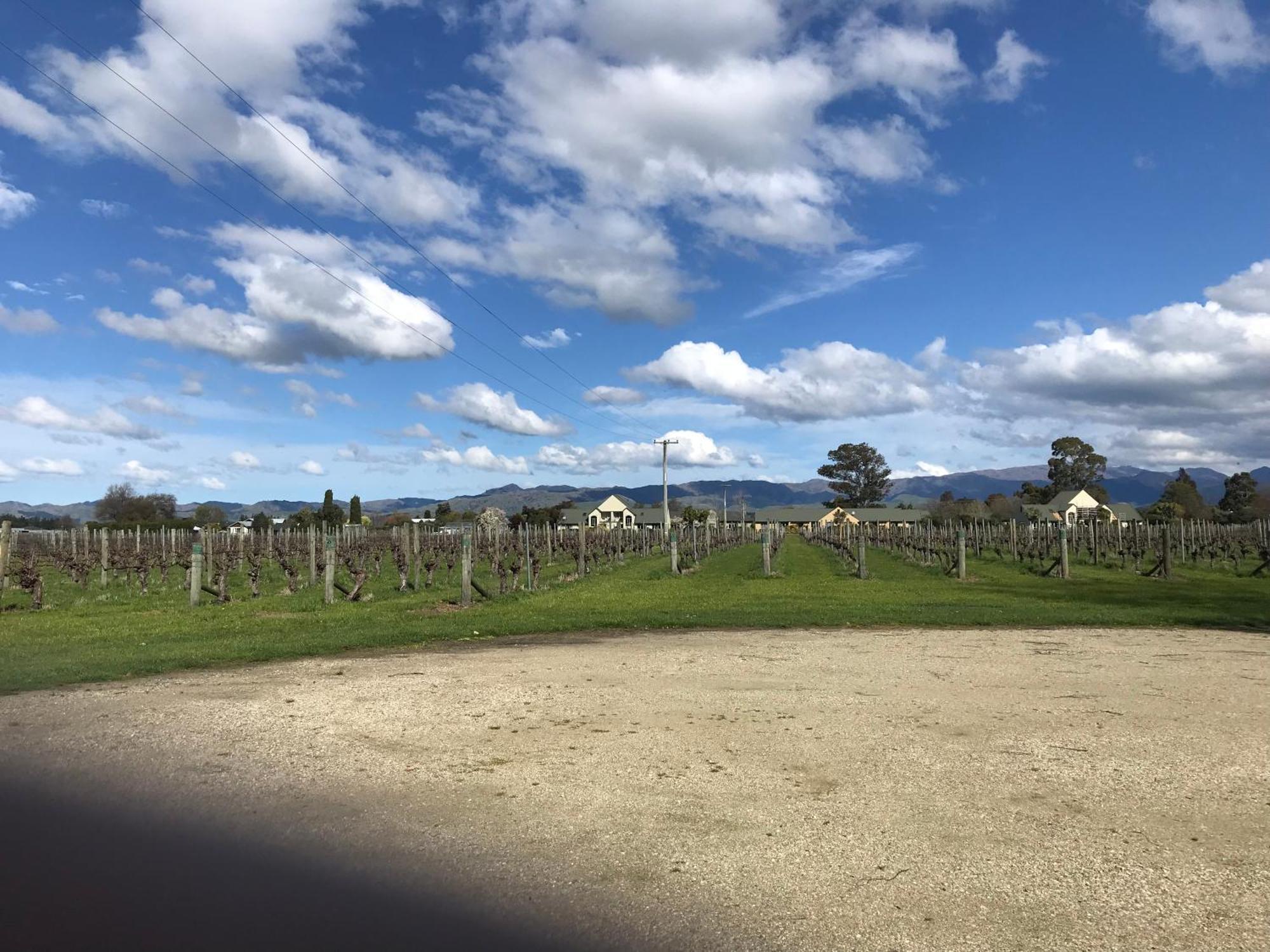 Vineyard Cottage In Blenheim On The Golden Mile מראה חיצוני תמונה